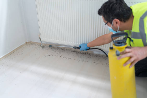 Flea Control Services in South Dennis, MA